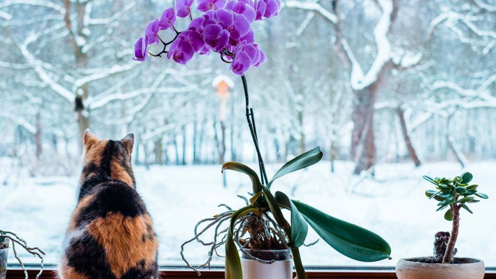 It’s cold and snowy in Minnesota right now, but thinking about these pet-safe flowers makes my day a bit brighter! Take a look at these pet-safe&nbsp;flowers!
