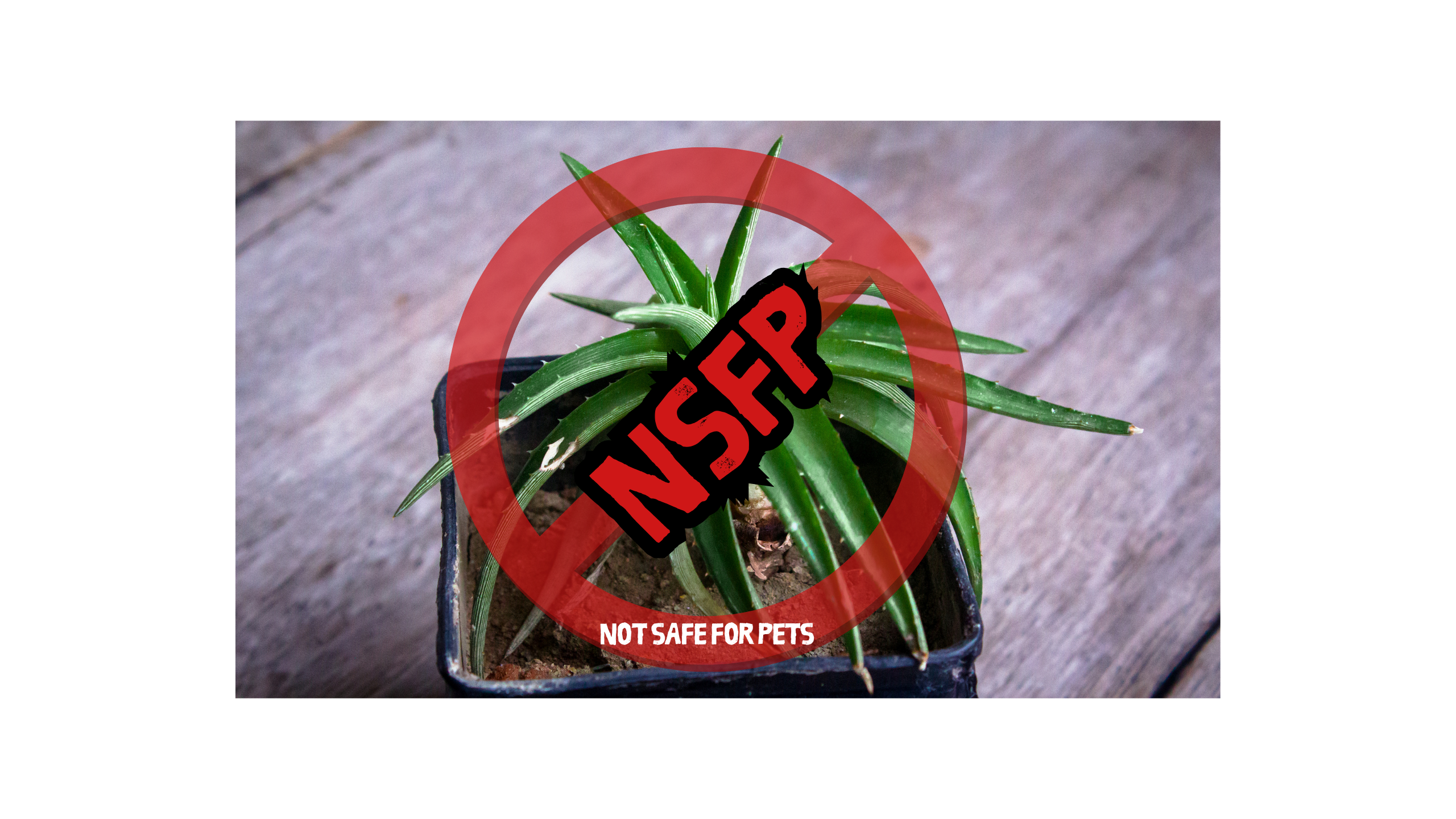 Aloe Vera is not safe for pets.